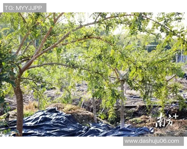 果园风光与生态种植结合的创新发展路径探索及实践意义分析